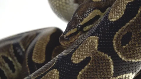 Royal Python or Python regius on wooden snag in studio against a white Stock-Footage 125166697