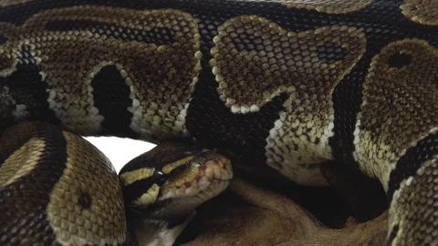 Royal Python or Python regius on wooden snag in studio against a white Stock-Footage 125166854