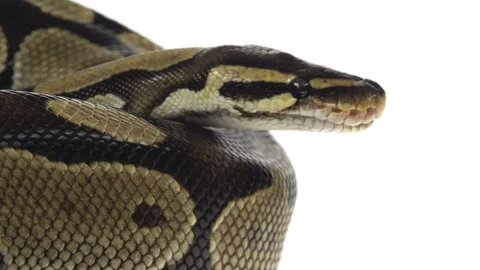 Royal Python or Python regius on wooden snag in studio against a white Stock-Footage 125166871