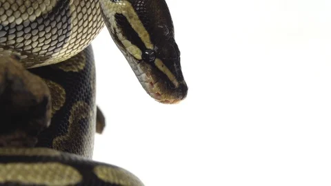 Royal Python or Python regius on wooden snag in studio against a white Stock-Footage 125166897