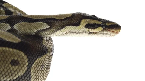 Royal Python or Python regius on wooden snag in studio against a white Stock-Footage 125166938
