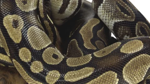 Royal Python or Python regius on wooden snag in studio against a white Stock-Footage 125167098