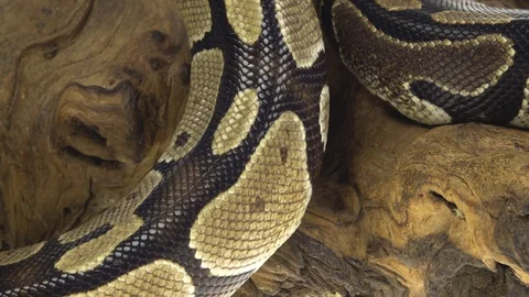 Royal Python or Python regius on wooden snag in studio against a white Stock-Footage 125167190
