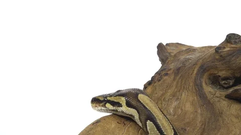 Royal Python or Python regius on wooden snag in studio against a white Stock-Footage 125167315