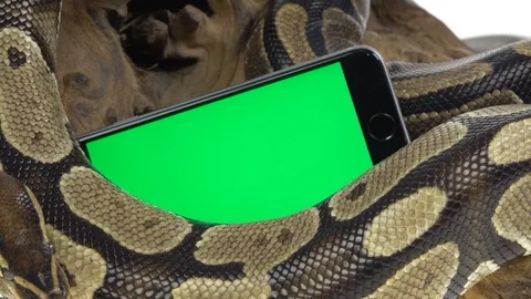 Royal Python or Python regius on wooden snag in studio against a white Stock Footage 125167330