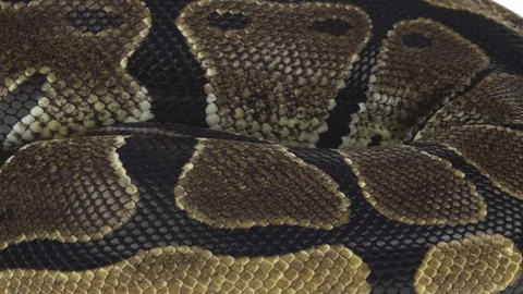 Royal Python or Python regius on wooden snag in studio against a white Stock-Footage 125167395