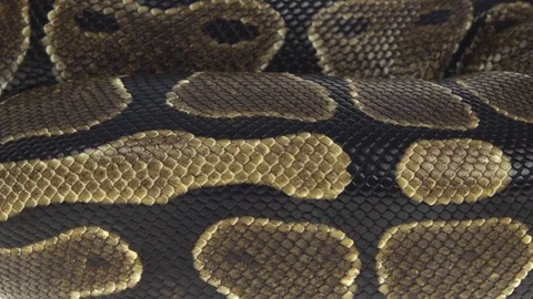 Royal Python or Python regius on wooden snag in studio against a white Stock-Footage 125167486