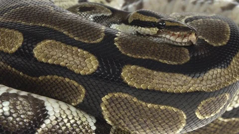 Royal Python or Python regius on wooden snag in studio against a white Stock Footage 125167669