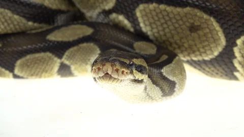 Royal Python or Python regius on wooden snag in studio against a white Stock-Footage 125167708