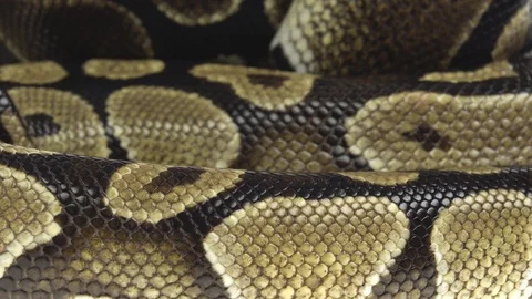 Royal Python or Python regius on wooden snag in studio against a white Stock-Footage 125167786