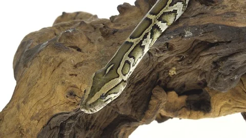 Royal Python or Python regius on wooden snag in studio against a white Stock-Footage 125167977
