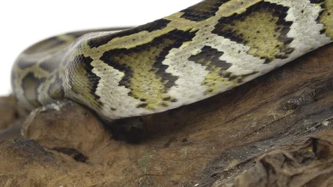 Royal Python or Python regius on wooden snag in studio against a white Stock-Footage 125168050