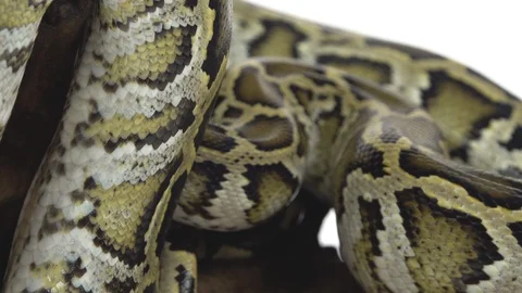 Royal Python or Python regius on wooden snag in studio against a white Stock-Footage 125168186