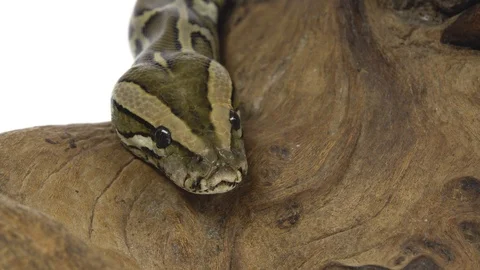Royal Python or Python regius on wooden snag in studio against a white Stock-Footage 125168303