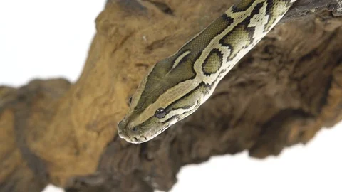 Royal Python or Python regius on wooden snag in studio against a white Stock-Footage 125213774