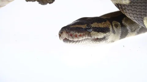 Royal Python or Python regius on wooden snag in studio against a white Stock-Footage 125214063