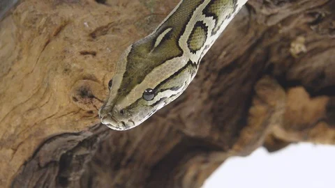 Royal Python or Python regius on wooden snag in studio against a white Stock Footage 125214156