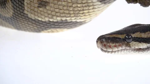 Royal Python or Python regius on wooden snag in studio against a white Stock-Footage 125214160