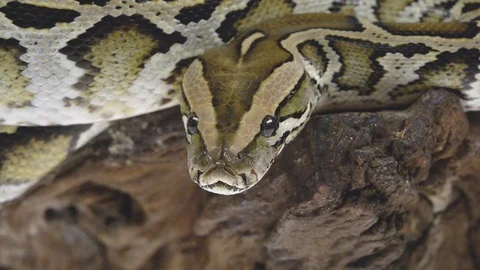 Royal Python or Python regius on wooden snag in studio against a white Stock-Footage 125214308