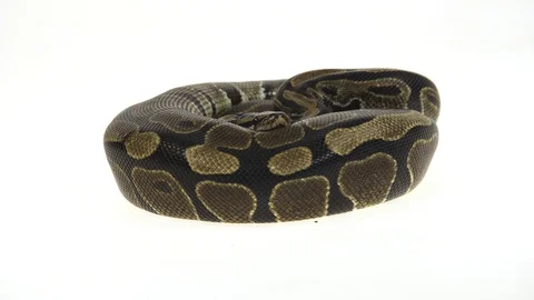 Royal Python or Python regius isolated in studio against a white background. Stock-Footage 128837895