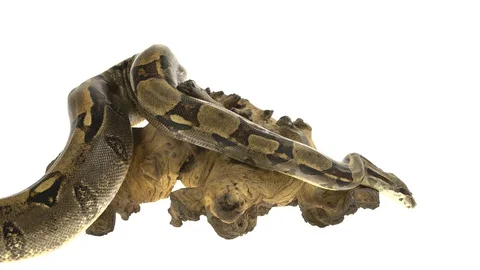 Royal Python or Python regius on wooden snag in studio against a white Stock-Footage 128839556