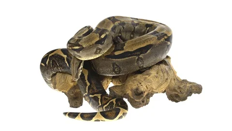 Royal Python or Python regius on wooden snag in studio against a white Stock-Footage 128839684