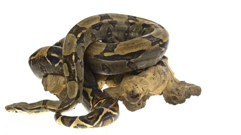 Royal Python or Python regius on wooden snag in studio against a white Stock-Footage 128839685