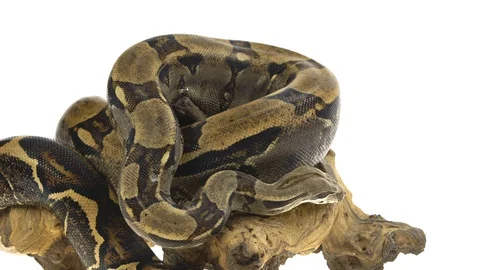 Royal Python or Python regius on wooden snag in studio against a white Stock-Footage 128839724