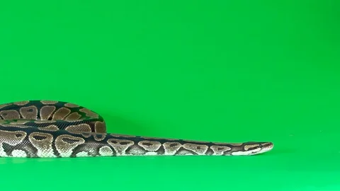 Royal Python or Python regius against a green background at studio. Slow motion Stock-Footage 129092876