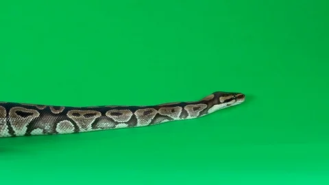 Royal Python or Python regius against a green background at studio. Slow motion Stock-Footage 129092912