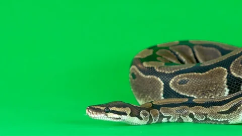 Royal Python or Python regius against a green background at studio. Slow motion 스톡 동영상 129092969