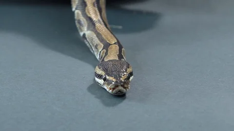 Royal Python or Python regius on wooden snag at black background. Close up. Slow Stock-Footage 129096369