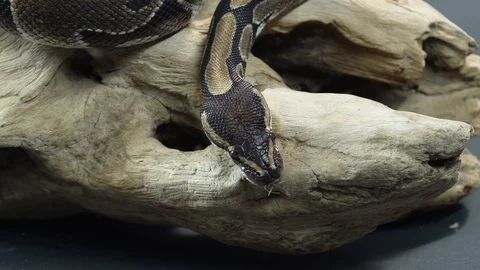 Royal Python or Python regius on wooden snag at black background. Close up. Slow Stock Footage 129096395