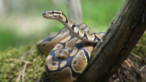 Royal Python or Python regius on wooden snag. Stock-Footage 155046132
