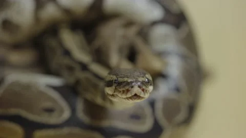 Royal Python or Python regius on wooden snag in studio against a beige Stock Footage 159014617