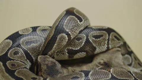 Royal Python or Python regius on wooden snag in studio against a beige Stock Footage 159014622