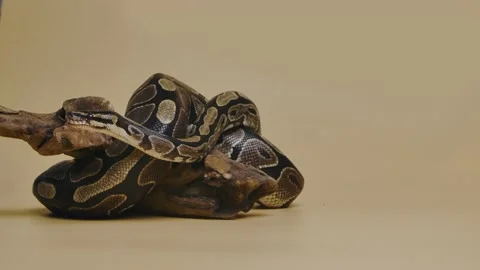 Royal Python or Python regius on wooden snag in studio against a beige Stock Footage 159018317