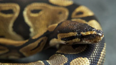 Royal Python or Python regius on wooden snag in studio against a white Stock-Footage 170542946