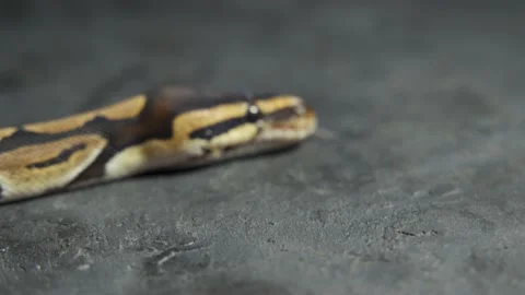 Royal Python or Python regius on wooden snag in studio against a white Stock Footage 170542993