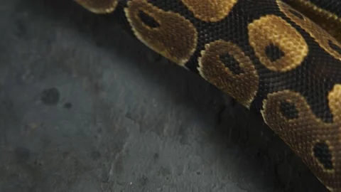 Royal Python or Python regius on wooden snag in studio against a dark background Stock-Footage 196073100