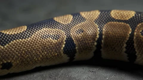 Royal Python or Python regius on wooden snag in studio against a dark background Stock Footage 196073326