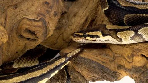 Royal Python or Python regius on wooden snag Photos