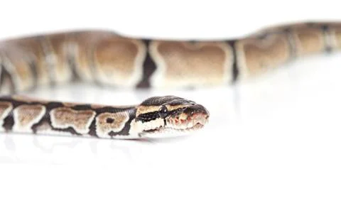 Royal python over white Stock-Fotos