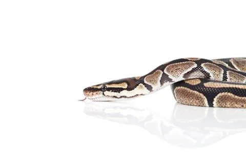 Royal python Stock Photos