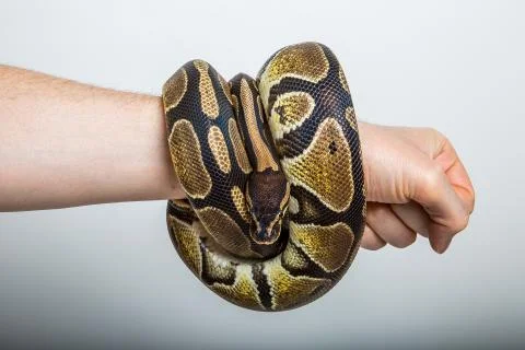 Royal python Stock-Fotos