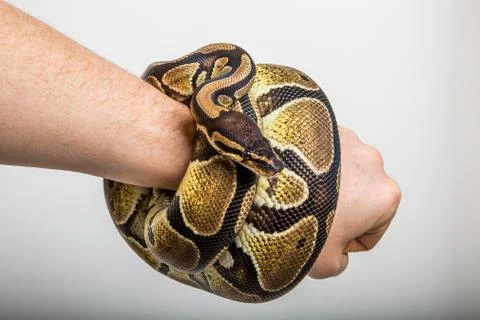 Royal Python Stock-Fotos