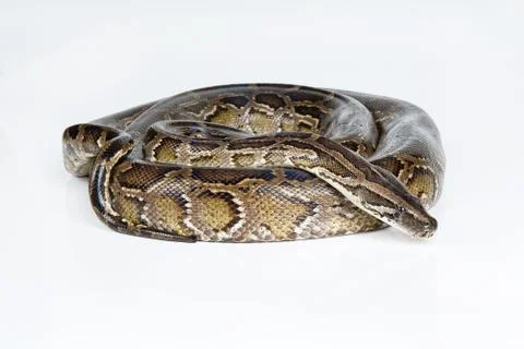 Royal Python Stock Photos