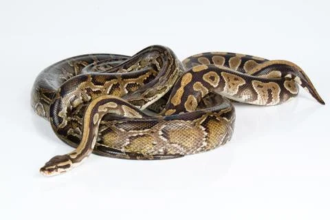 Royal Python Stock-Fotos
