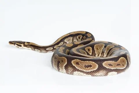 Royal Python Stock-Fotos