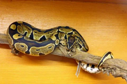 The royal python Stock-Fotos